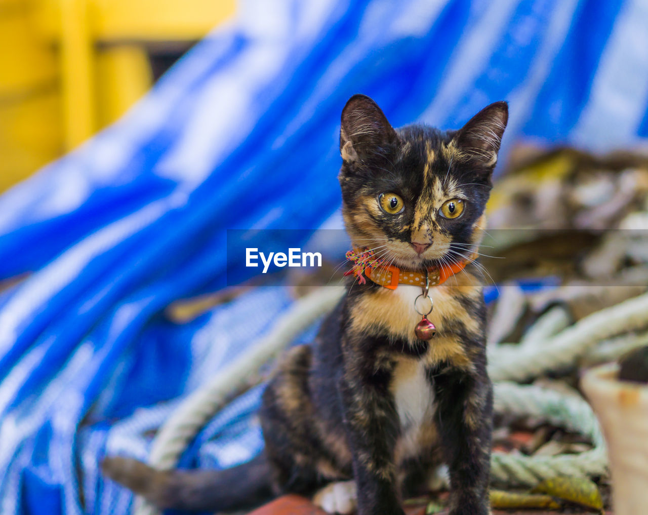 Close-up portrait of kitten