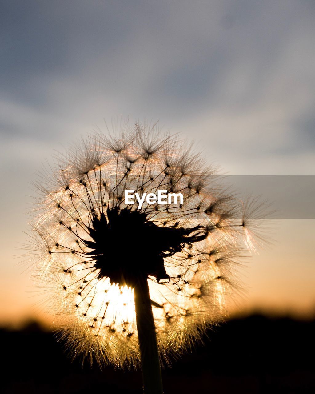 Close-up of wilted plant on field against sky during sunset