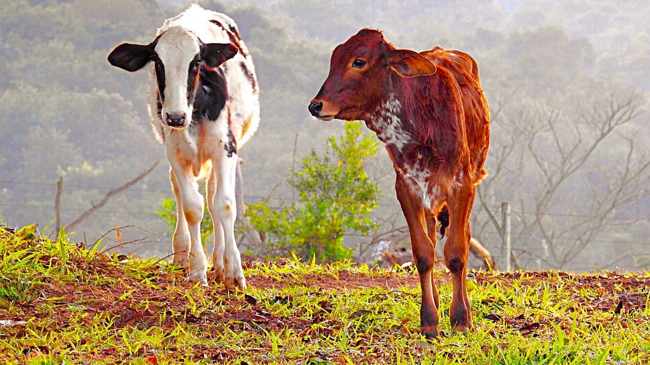 TWO HORSES GRAZING ON FIELD