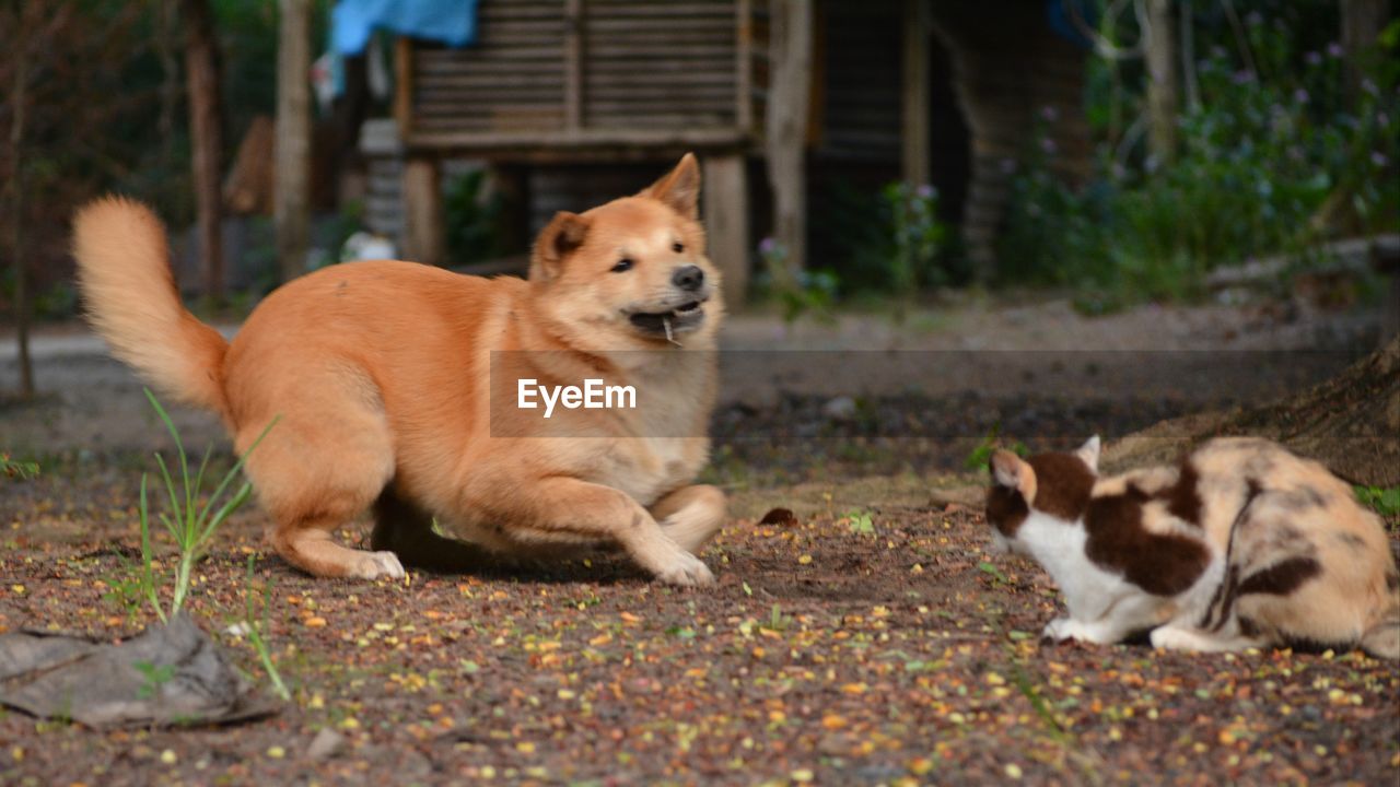 VIEW OF A DOG LYING DOWN