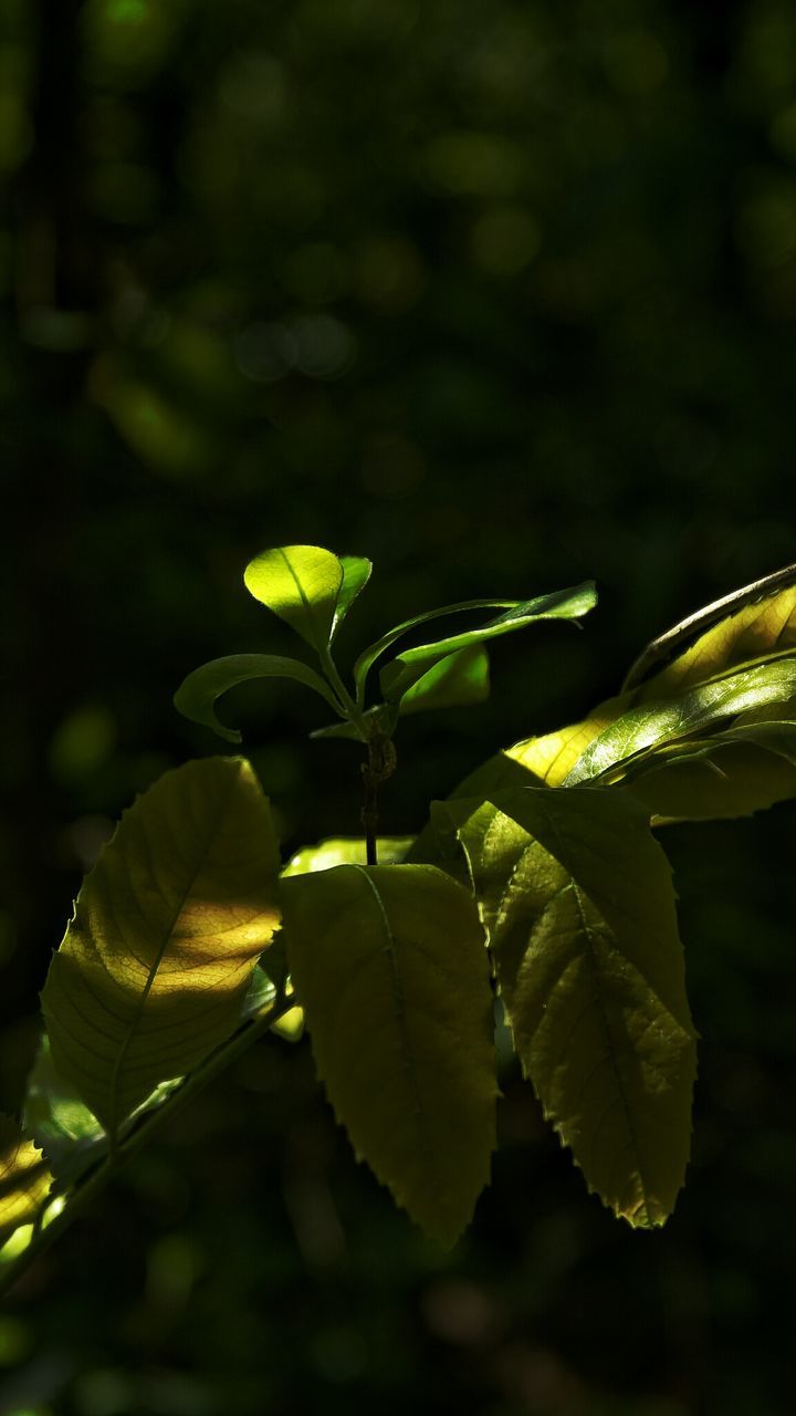 CLOSE-UP OF LEAVES ON PLANT