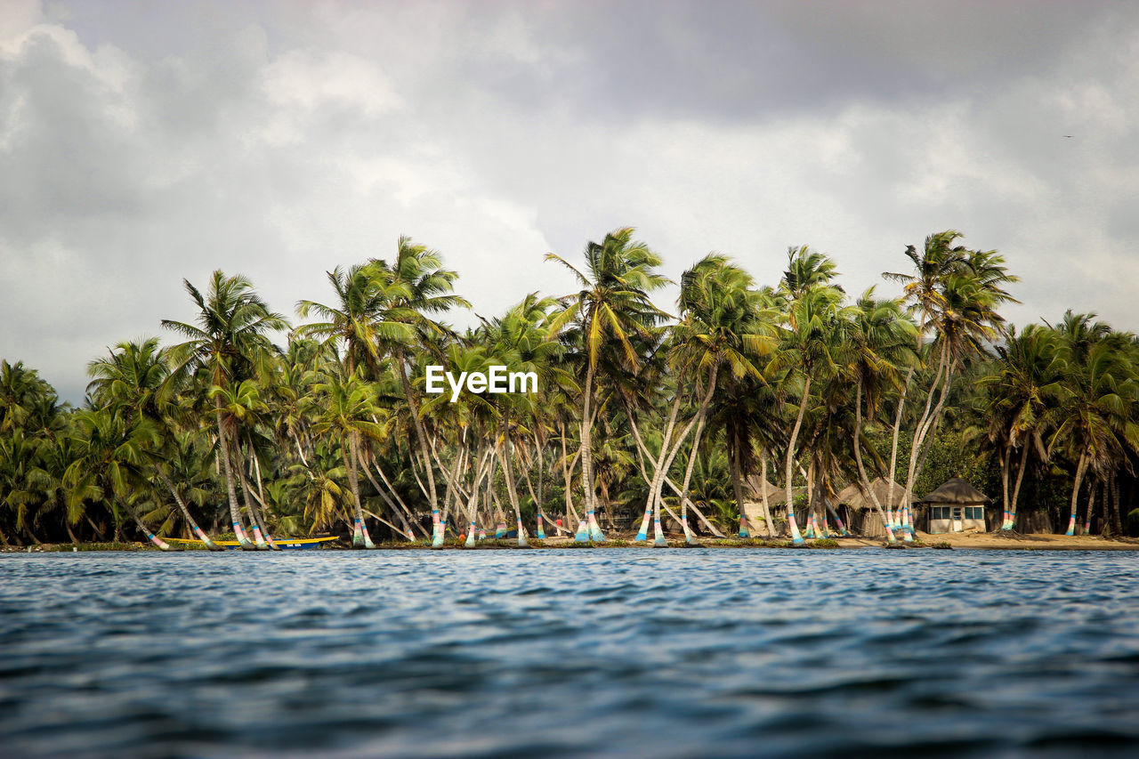 Palm trees and lake against sky