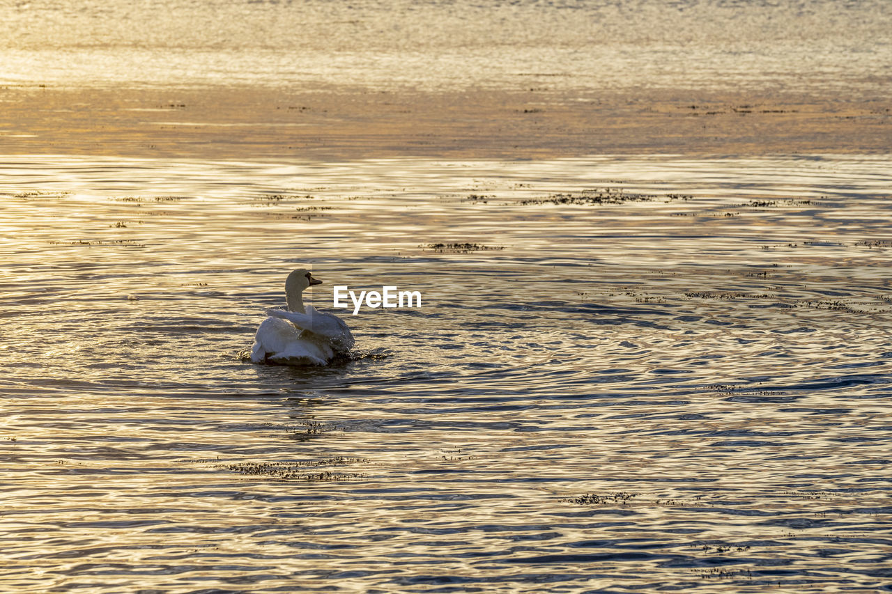 BLACK SWAN SWIMMING IN LAKE