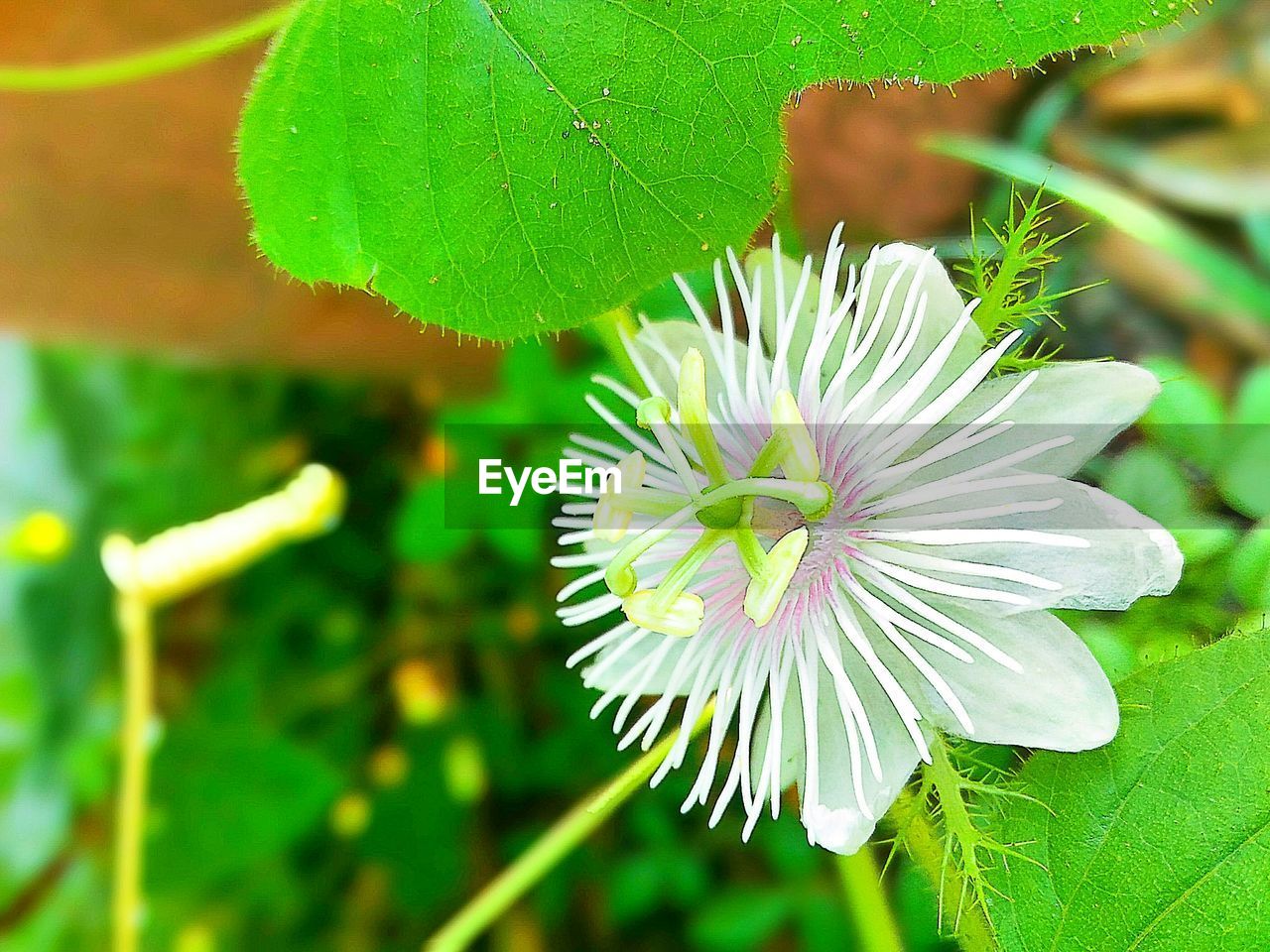 CLOSE-UP OF FLOWERS BLOOMING IN LAKE