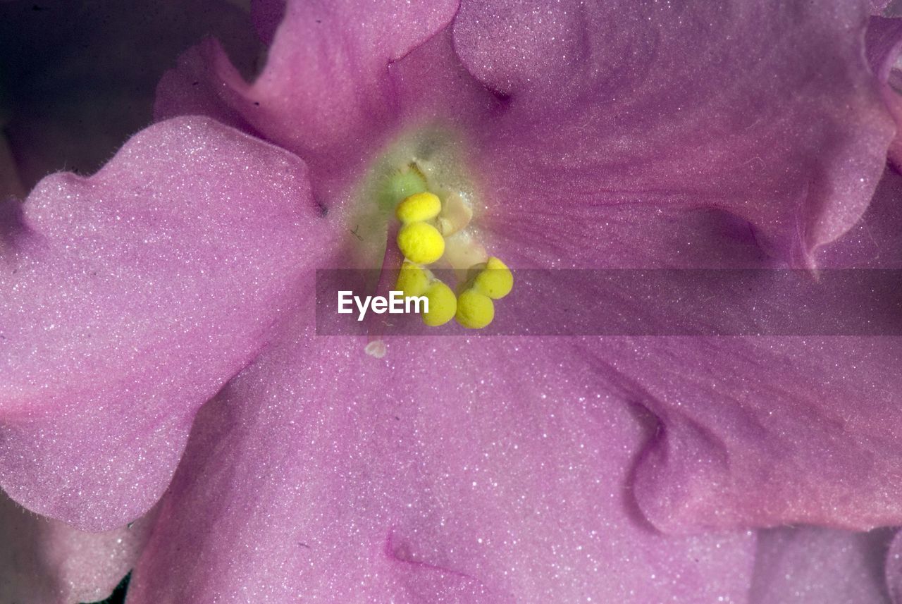 CLOSE-UP OF FRESH FLOWER PETAL