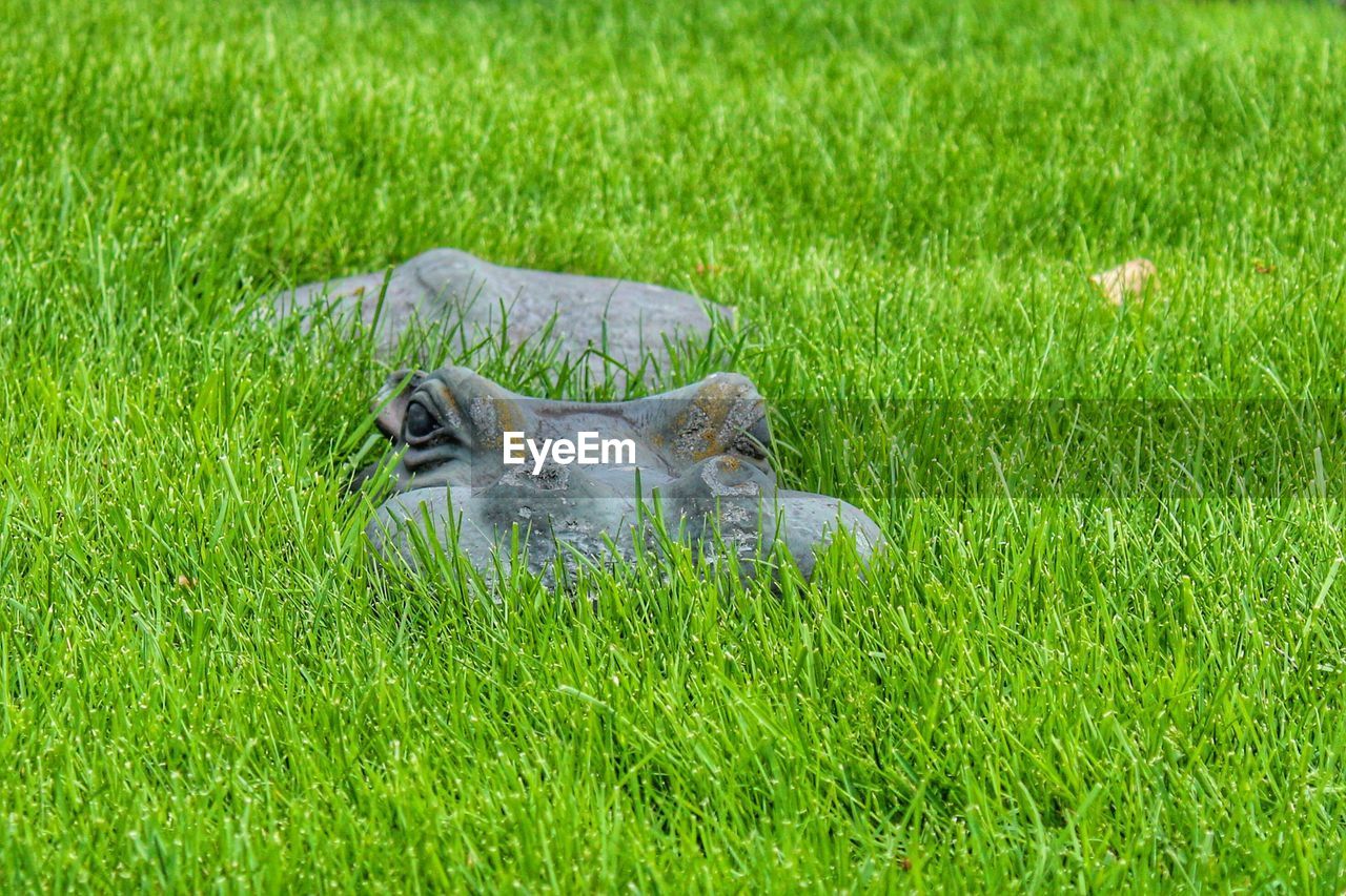 grass, lawn, green, plant, animal, animal themes, grassland, meadow, one animal, nature, field, no people, day, land, growth, pasture, wildlife, animal wildlife, mammal, outdoors, beauty in nature