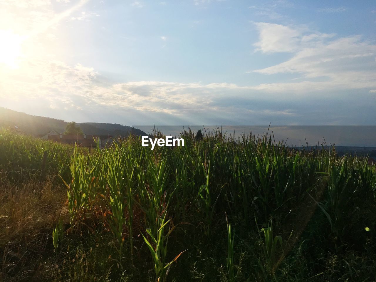 PLANTS GROWING ON FIELD