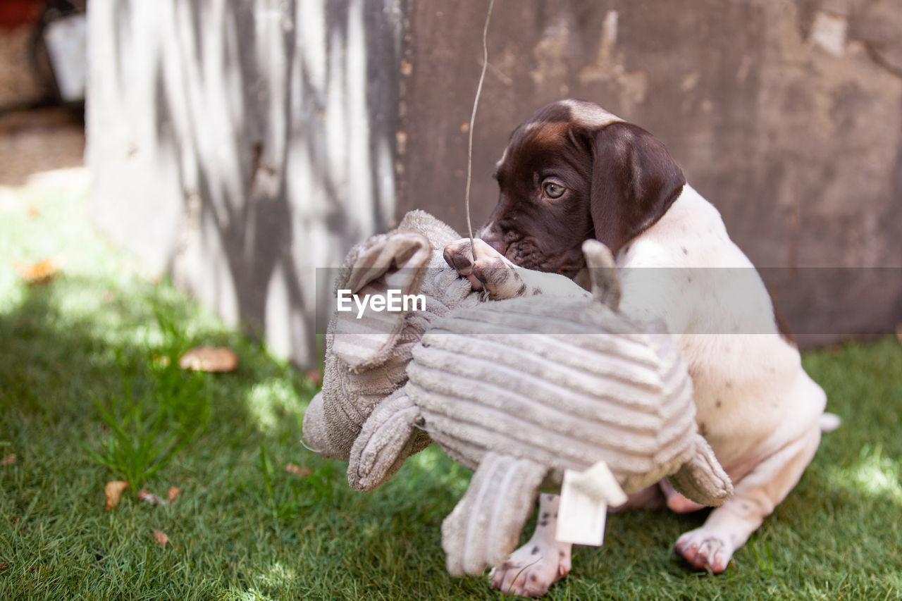 Little puppy of the french pointing dog breed playing with his big elephant toy