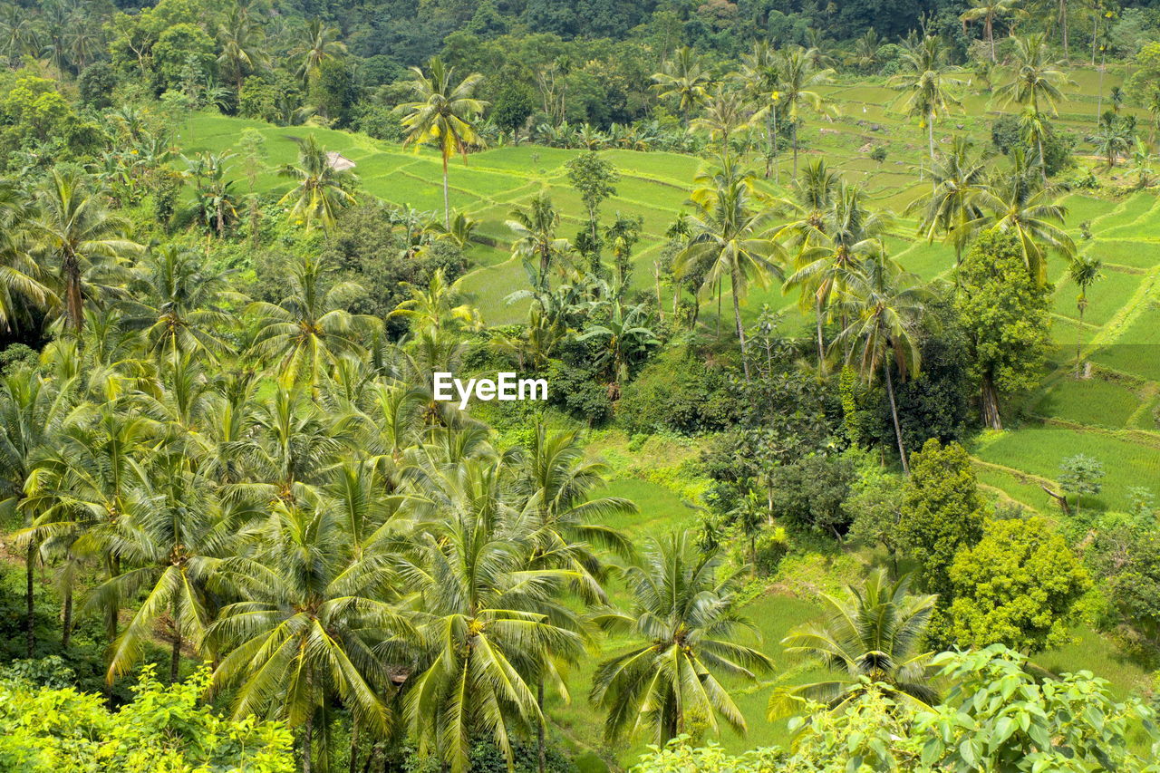 SCENIC VIEW OF CORN FIELD