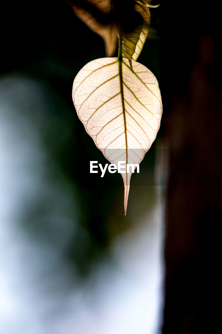 CLOSE-UP OF DRY AUTUMN LEAVES