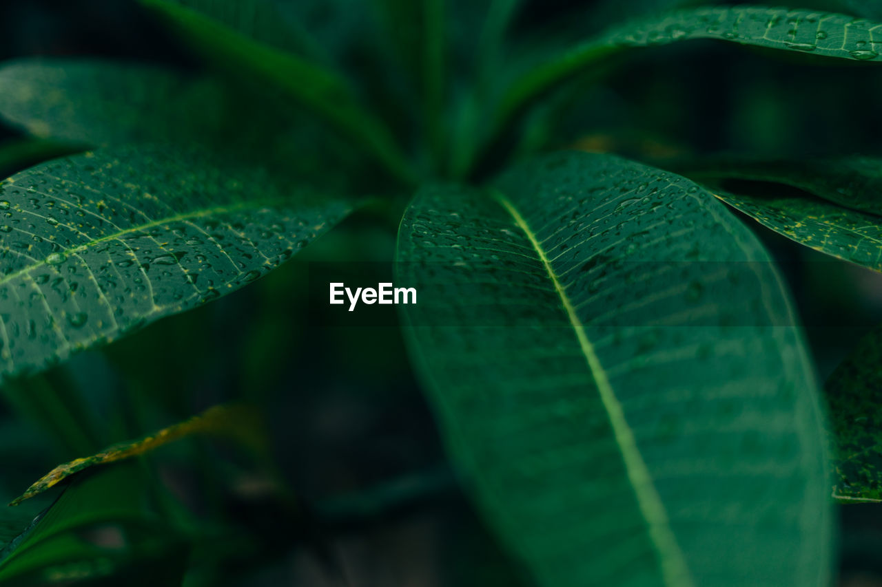 Macro shot of green leaves