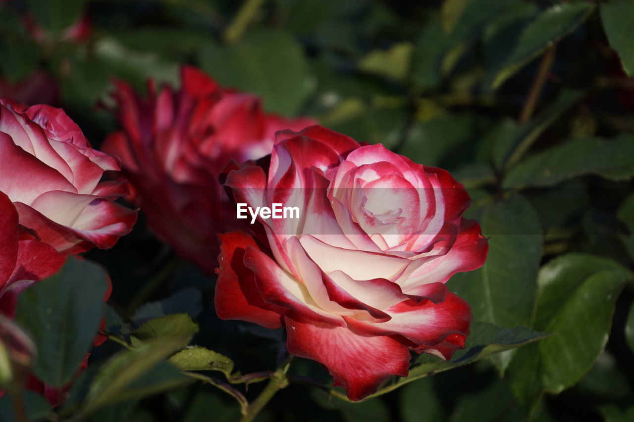 Close-up of red rose