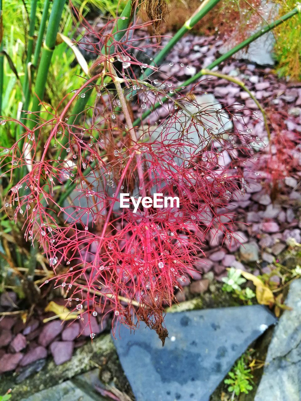 CLOSE-UP OF FRESH AUTUMN LEAVES ON TREE