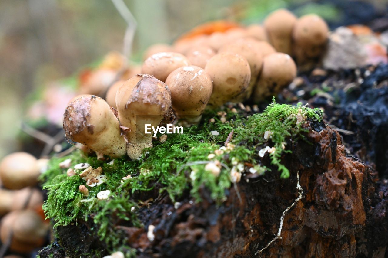 vegetable, food, plant, nature, food and drink, mushroom, growth, fungus, no people, close-up, land, selective focus, soil, freshness, moss, tree, day, outdoors, edible mushroom, organic, forest, environment, macro photography, produce, woodland, healthy eating, dirt, focus on foreground, beauty in nature, autumn