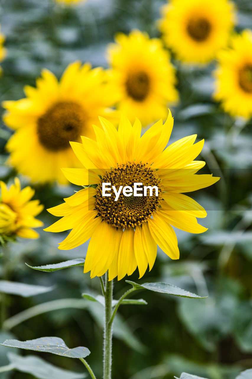 Close-up of yellow sunflower blooming outdoors