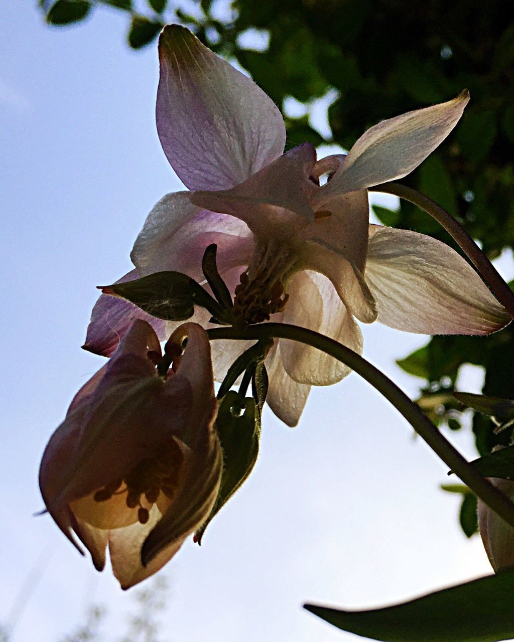 LOW ANGLE VIEW OF FLOWERS