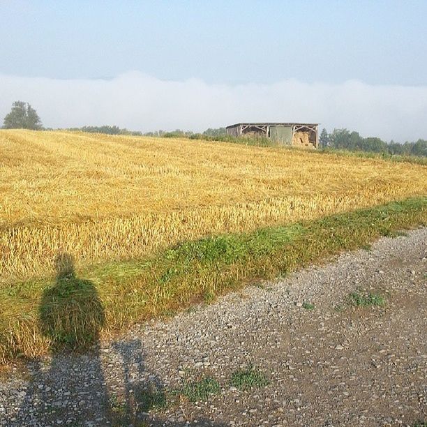 SCENIC VIEW OF RURAL LANDSCAPE