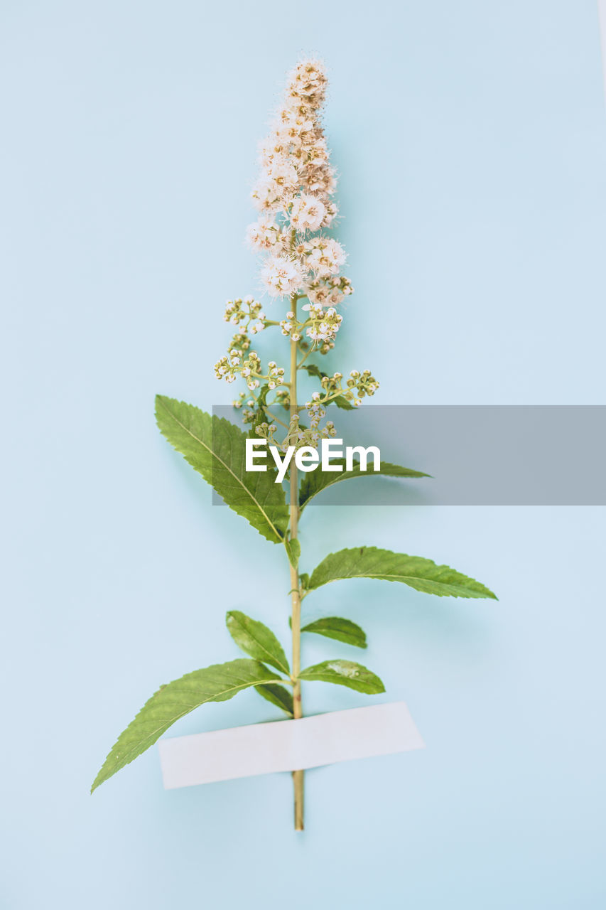 Spiraea alba or meadowsweet flowers taped to light blue background. minimal concept.
