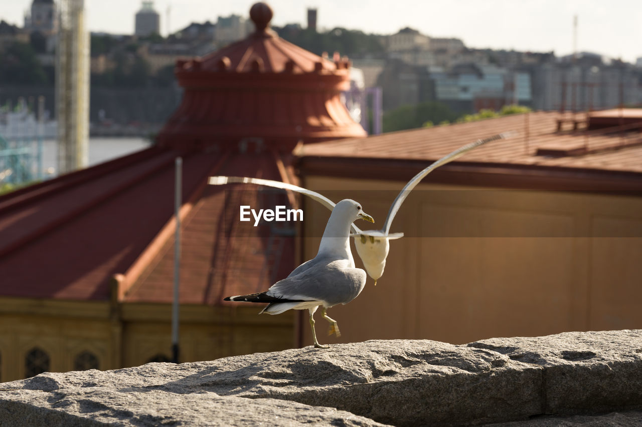 Seagull perching on a wall