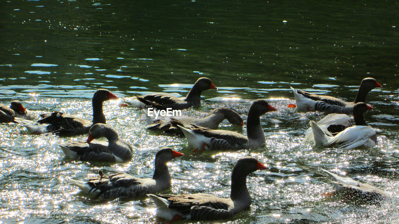 SWANS AND DUCKS SWIMMING IN LAKE