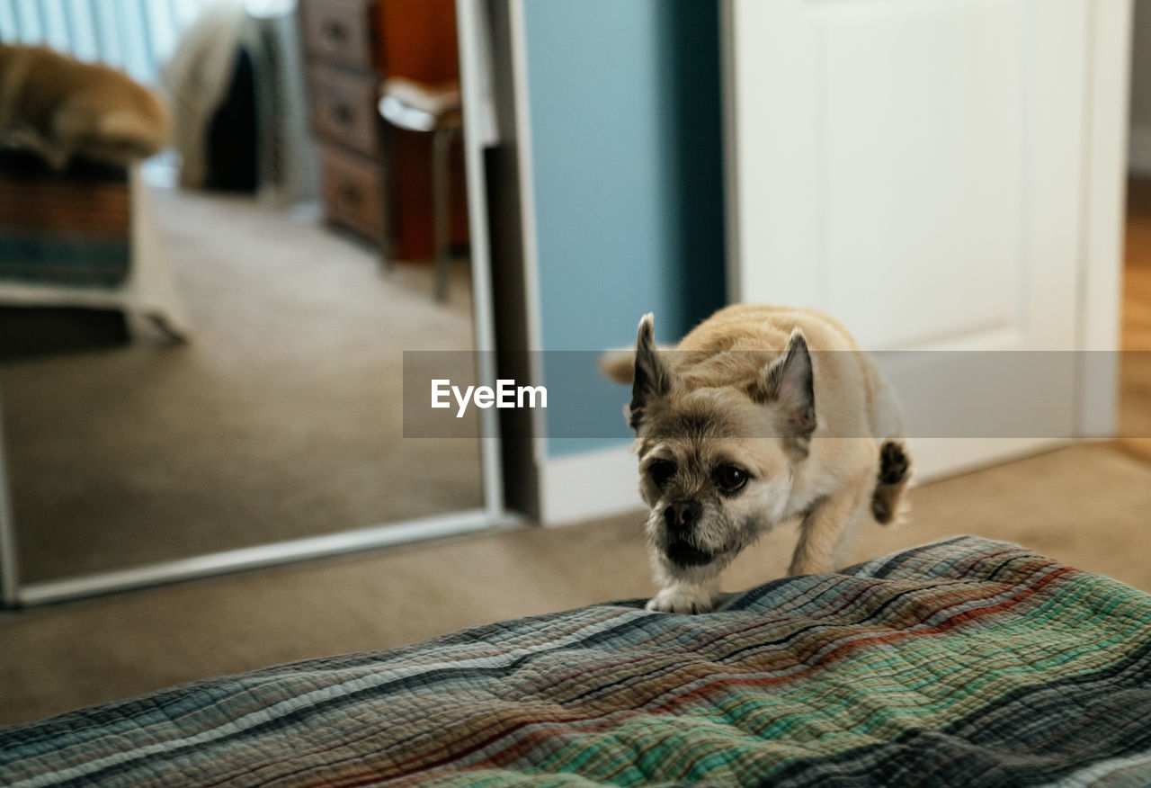 High angle view of dog on bed at home