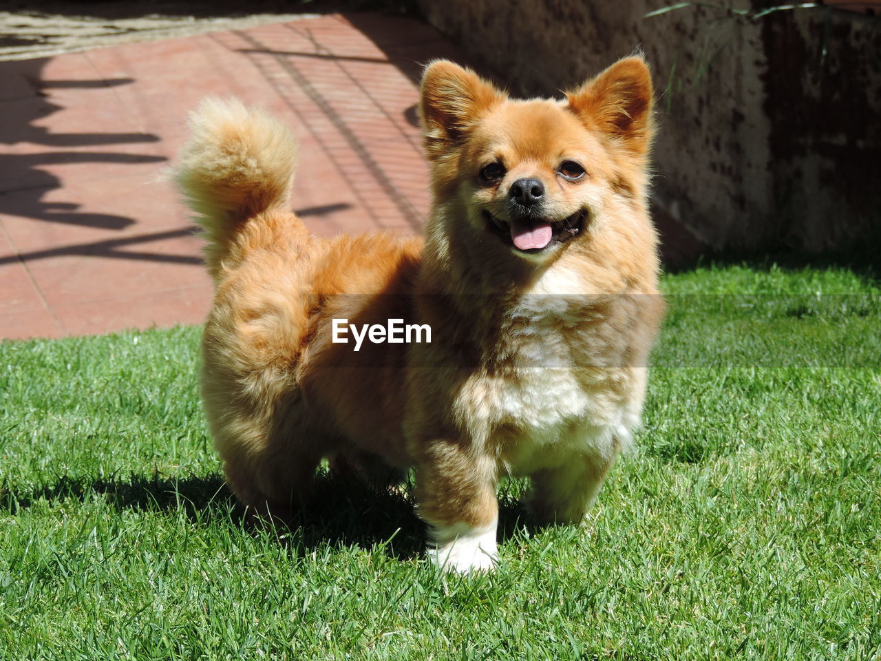 CLOSE-UP OF DOG ON GRASS