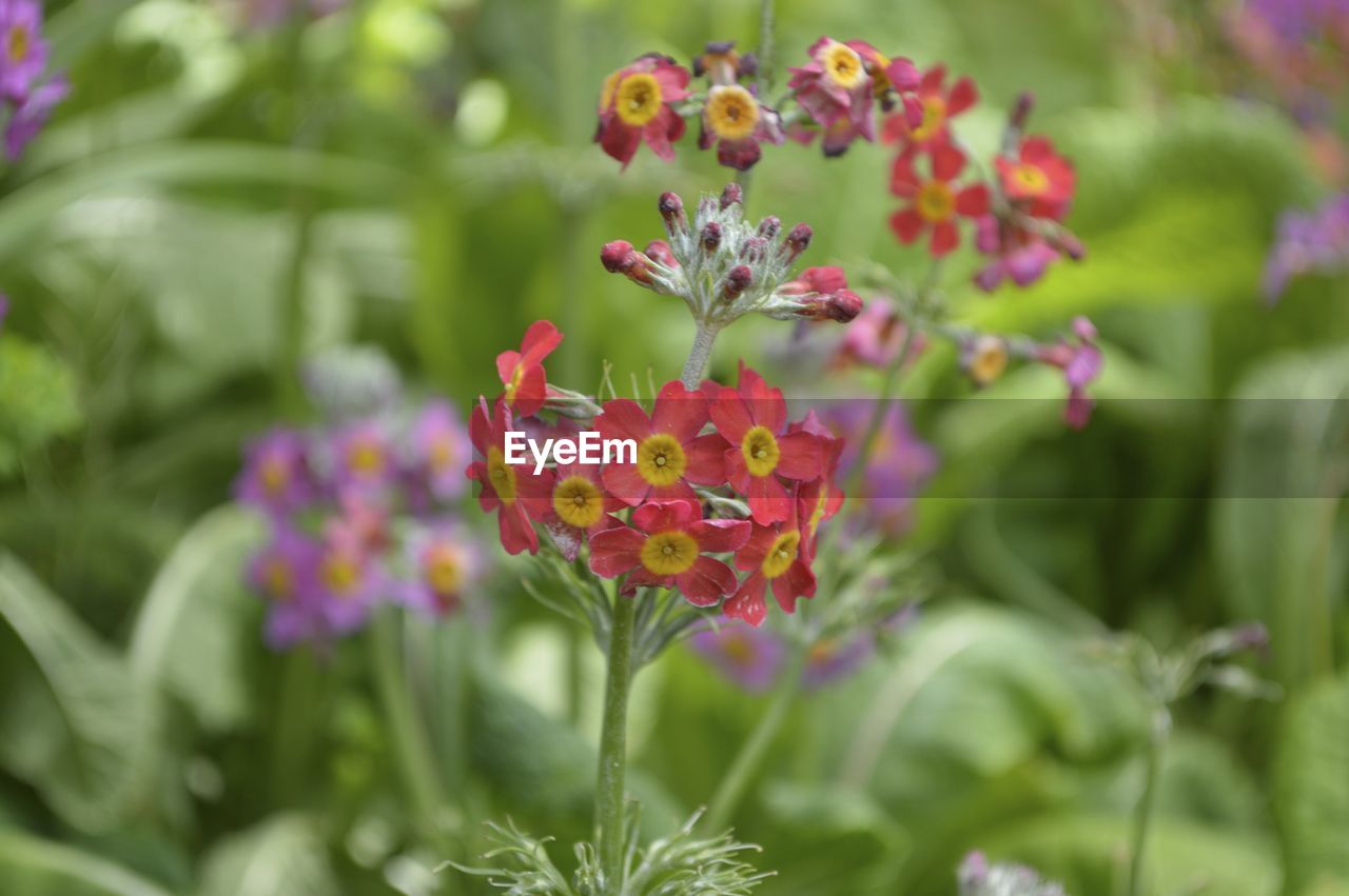 Close-up of red flowers blooming outdoors