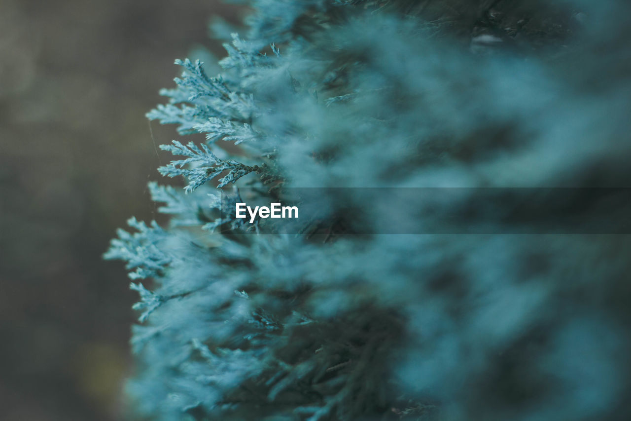 Close-up of pine tree during winter