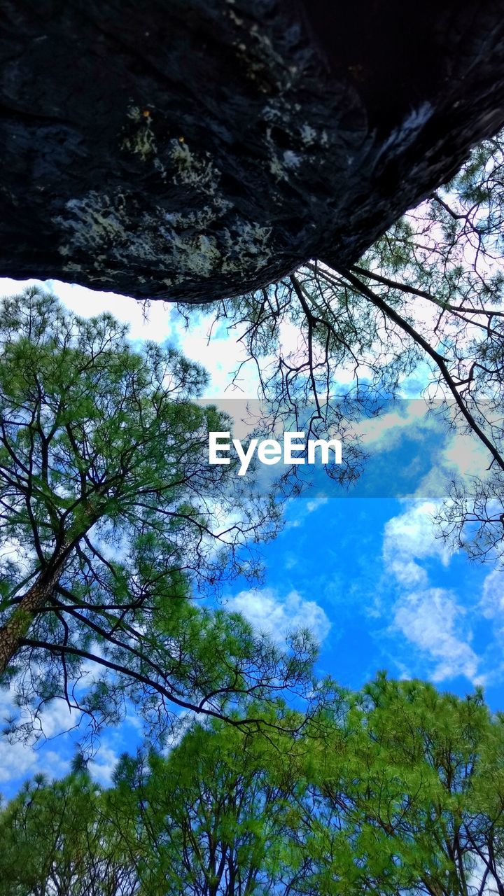 LOW ANGLE VIEW OF TREES AGAINST BLUE SKY