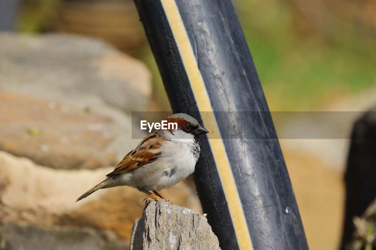 A male sparrow sitting close to black water pipe