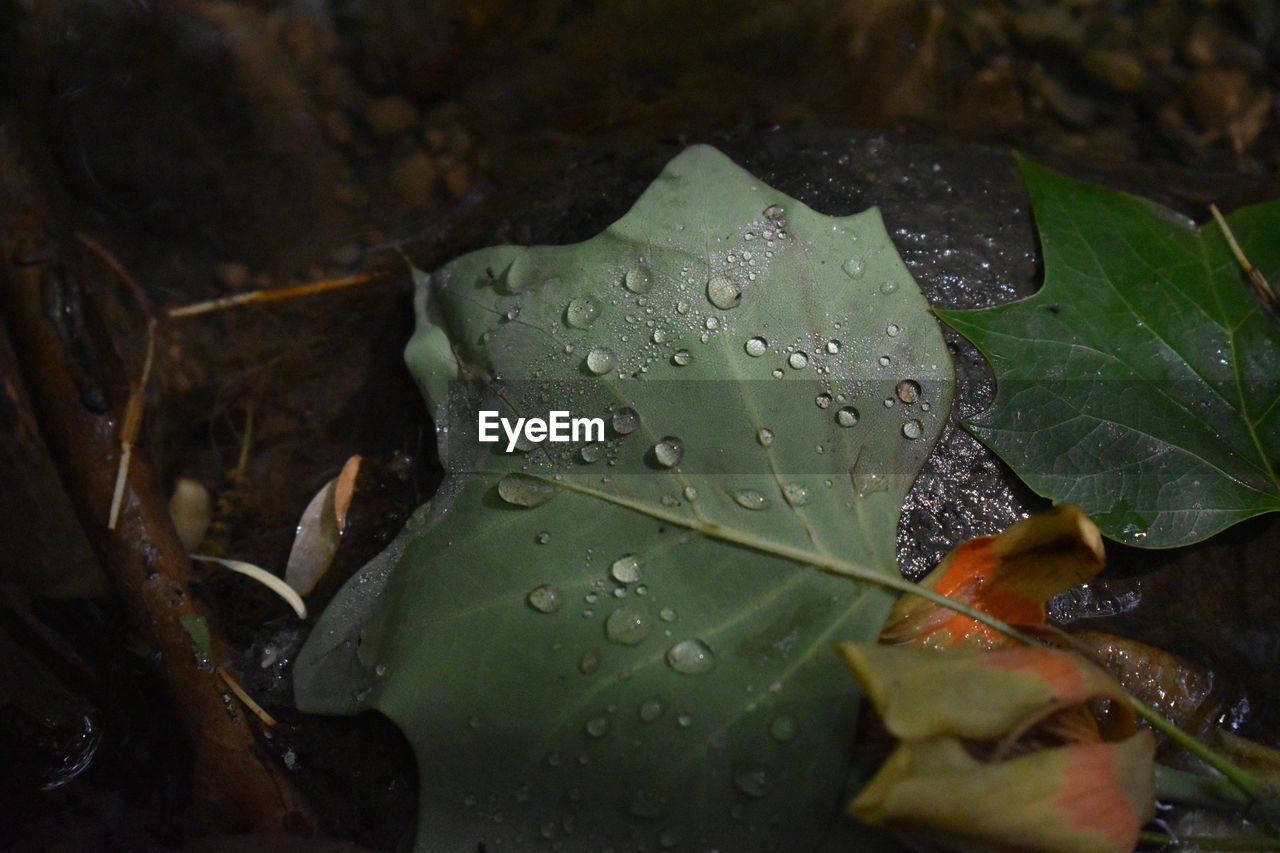 CLOSE-UP OF WATER DROPS ON LEAVES