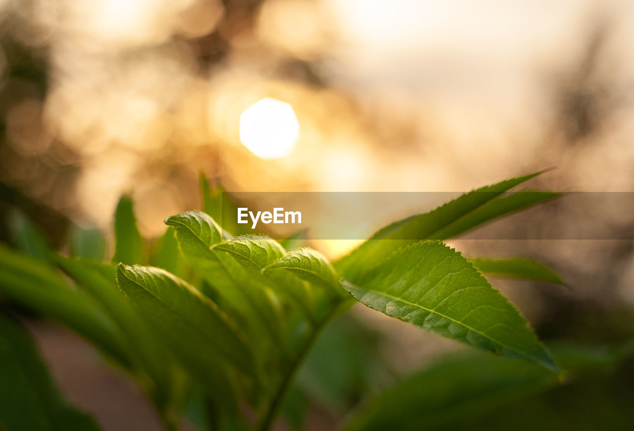 The view of a wild plant on top of a mountain in countryside at golden sunset, 