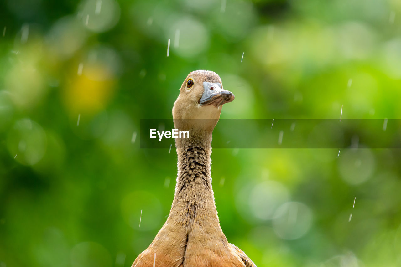 CLOSE-UP OF BIRD