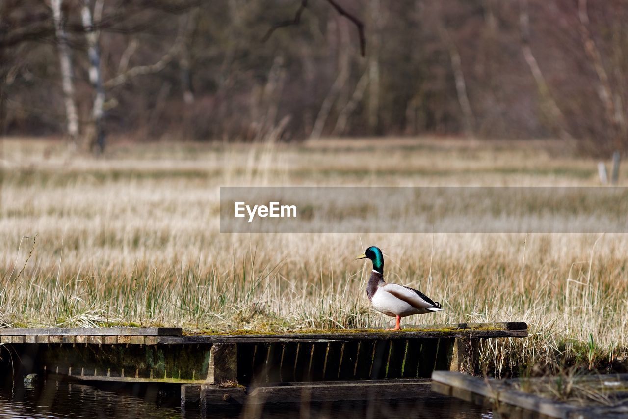 Side view of duck perching on platform next to pond