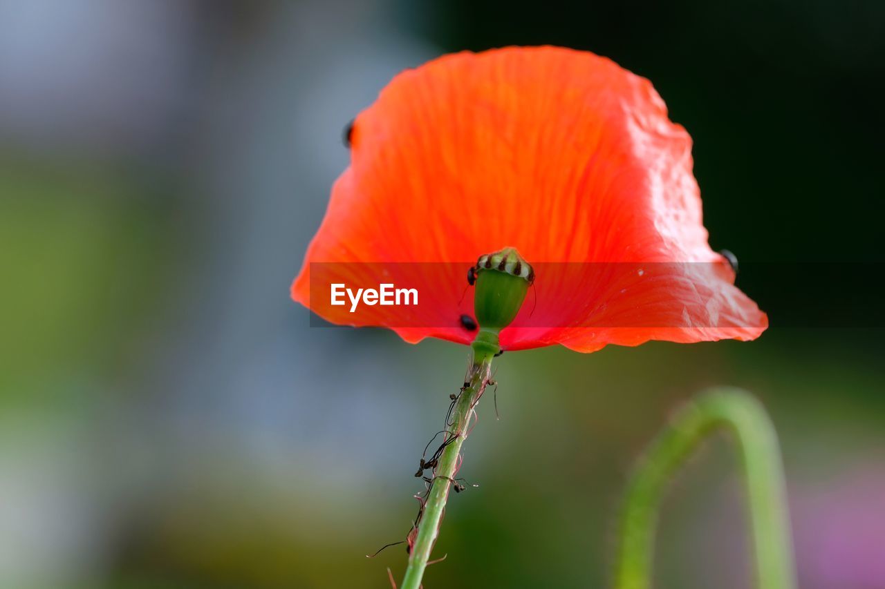 Close-up of red poppy