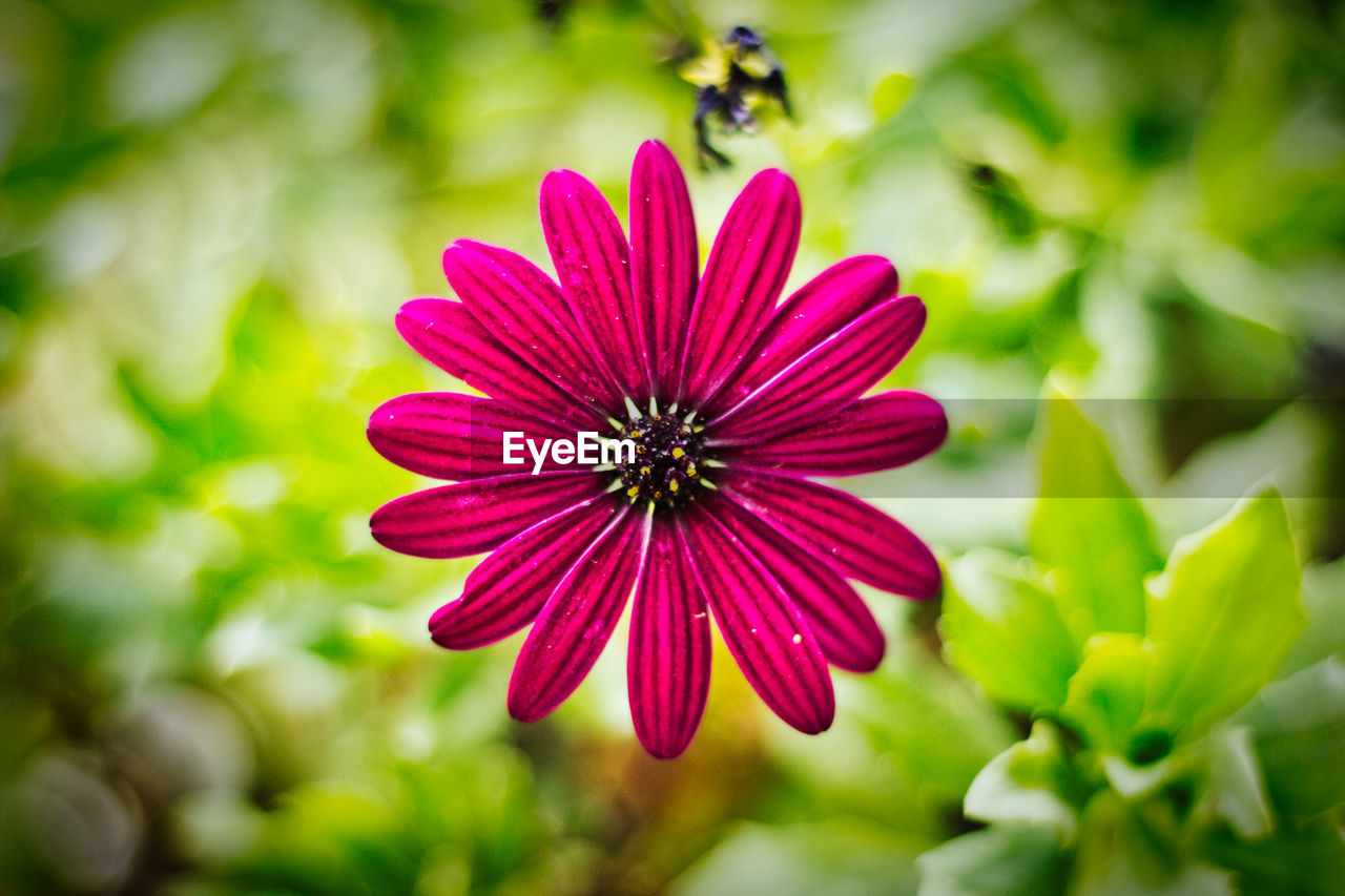 Close-up of pink flower