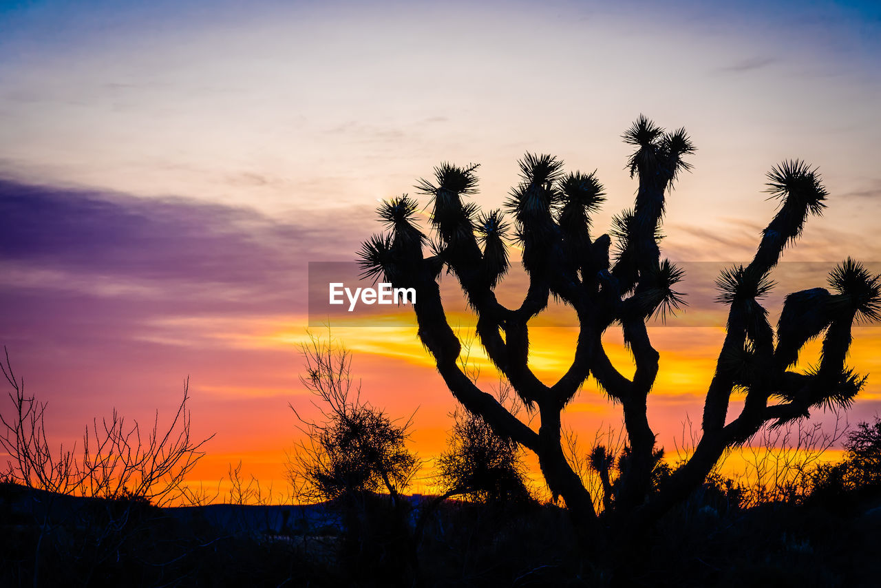 Joshua tree back lit by colorful desert sunrise at joshua tree national park in southern california.