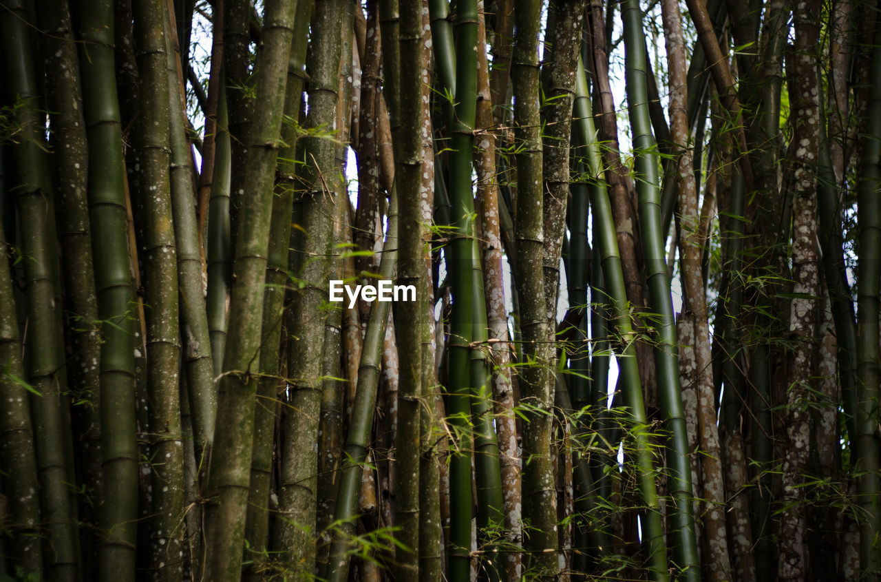 VIEW OF BAMBOO TREES IN THE FOREST