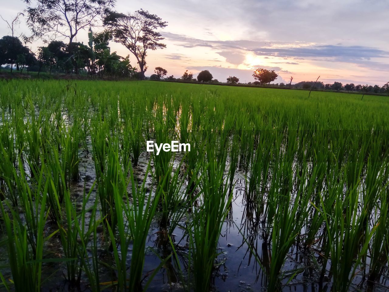 CROPS GROWING ON FIELD AGAINST SKY