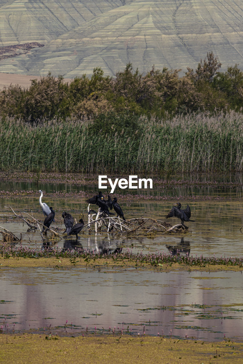 BIRDS IN A LAKE