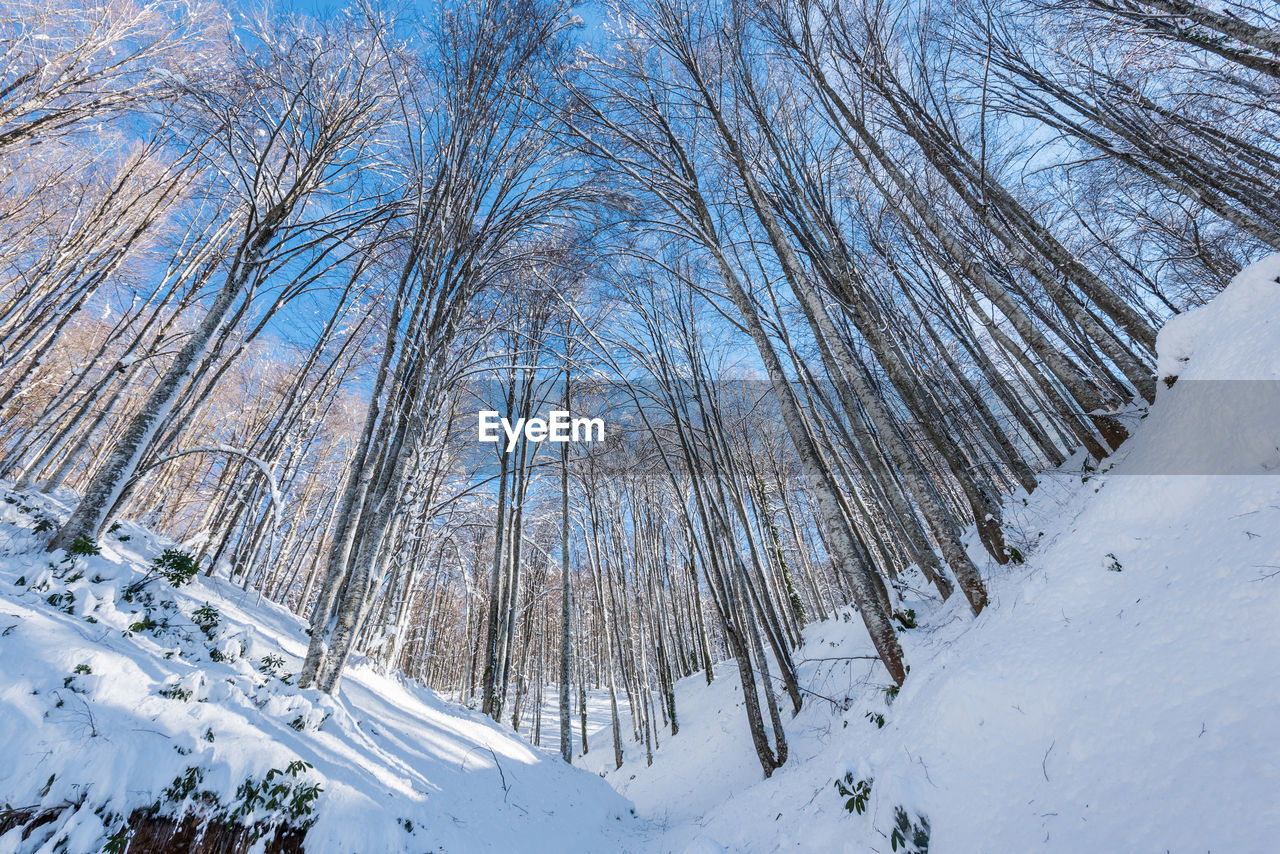 BARE TREES ON SNOW COVERED LAND AGAINST MOUNTAIN