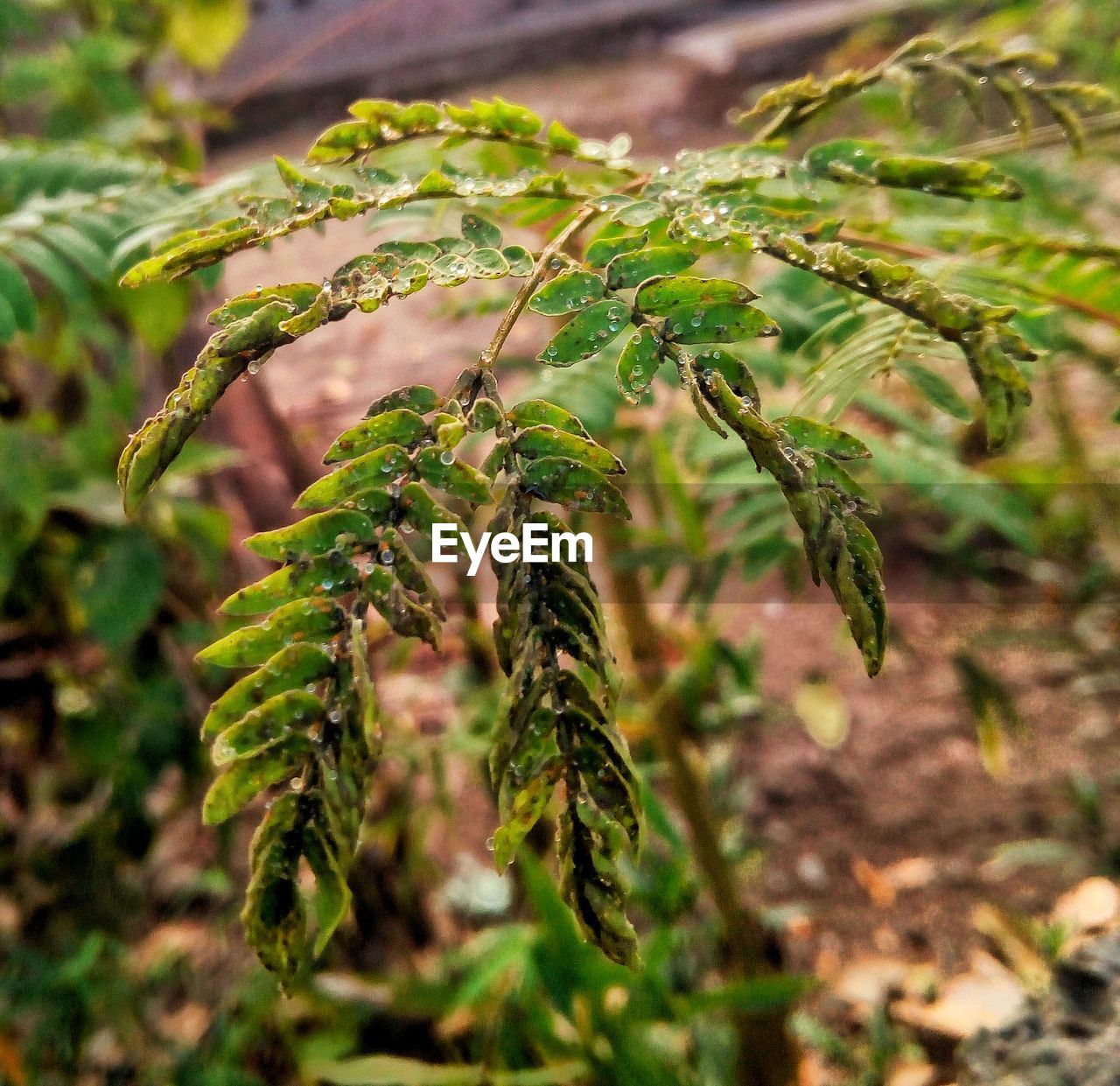 CLOSE-UP OF FRESH GREEN PLANTS