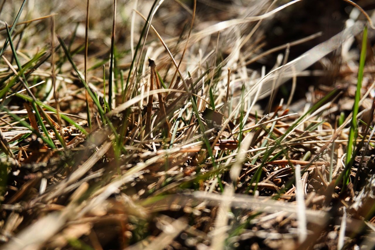 Grass growing on field during sunny day