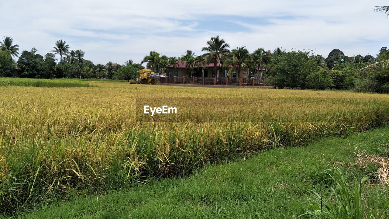 SCENIC VIEW OF AGRICULTURAL FIELD