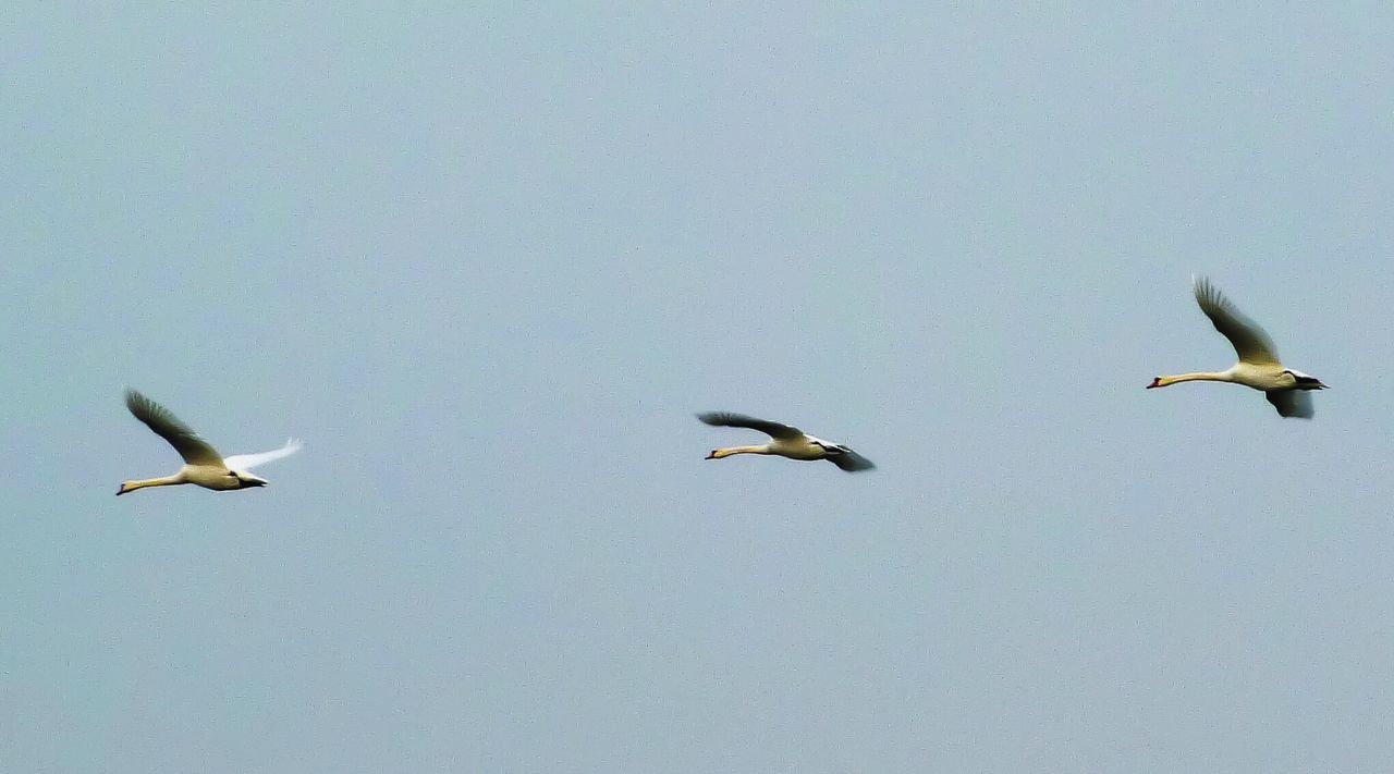 Close-up of bird against blue sky