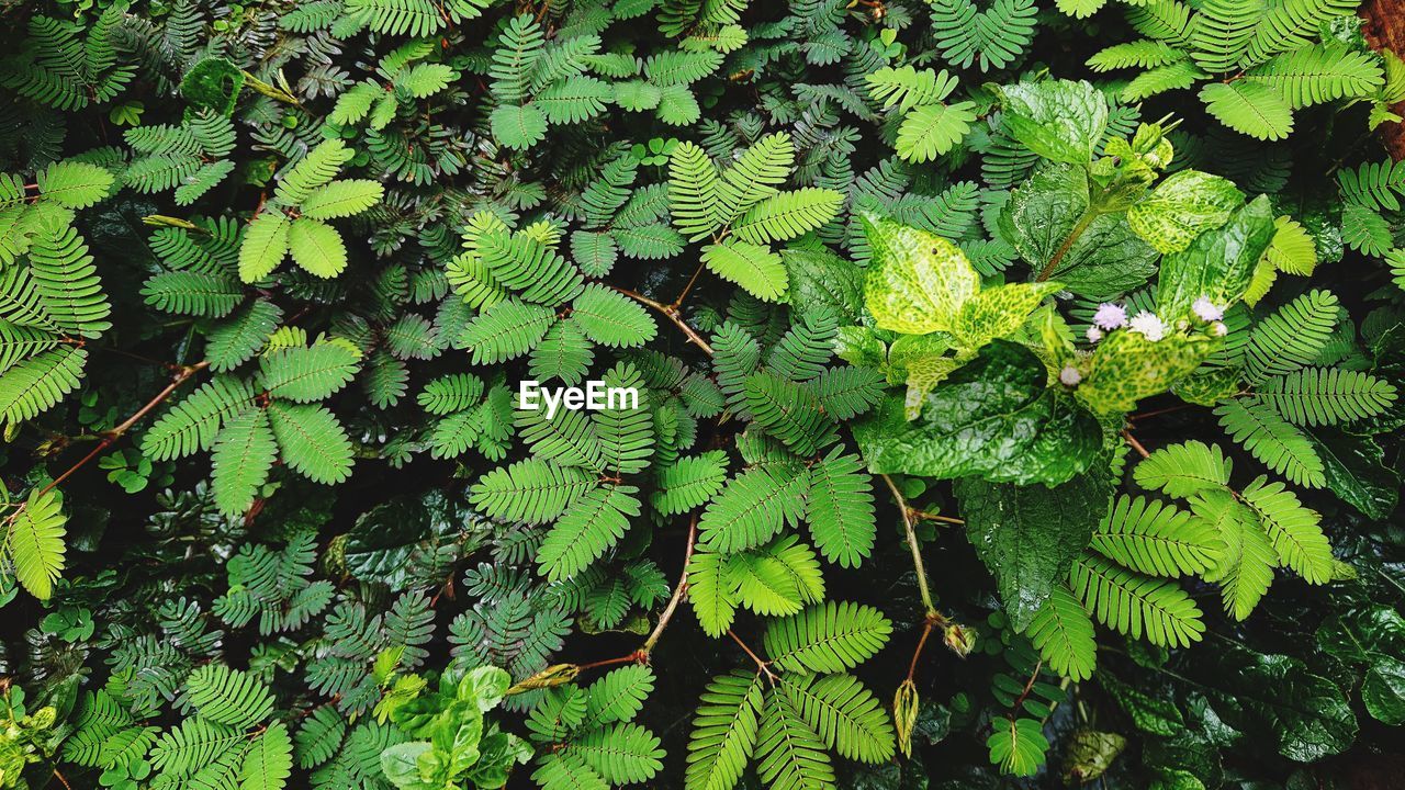 Full frame shot of leaves on tree