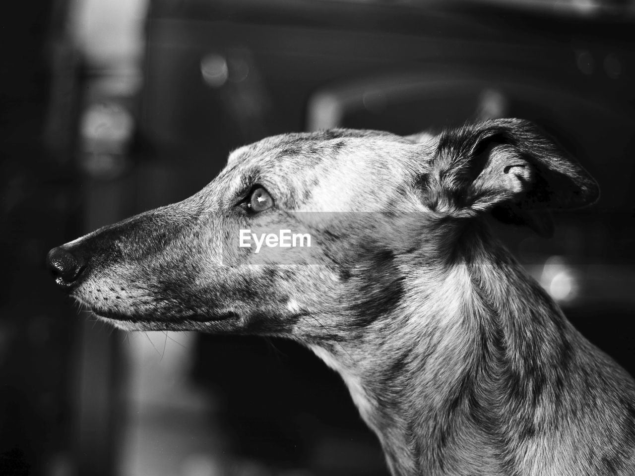 close-up portrait of dog