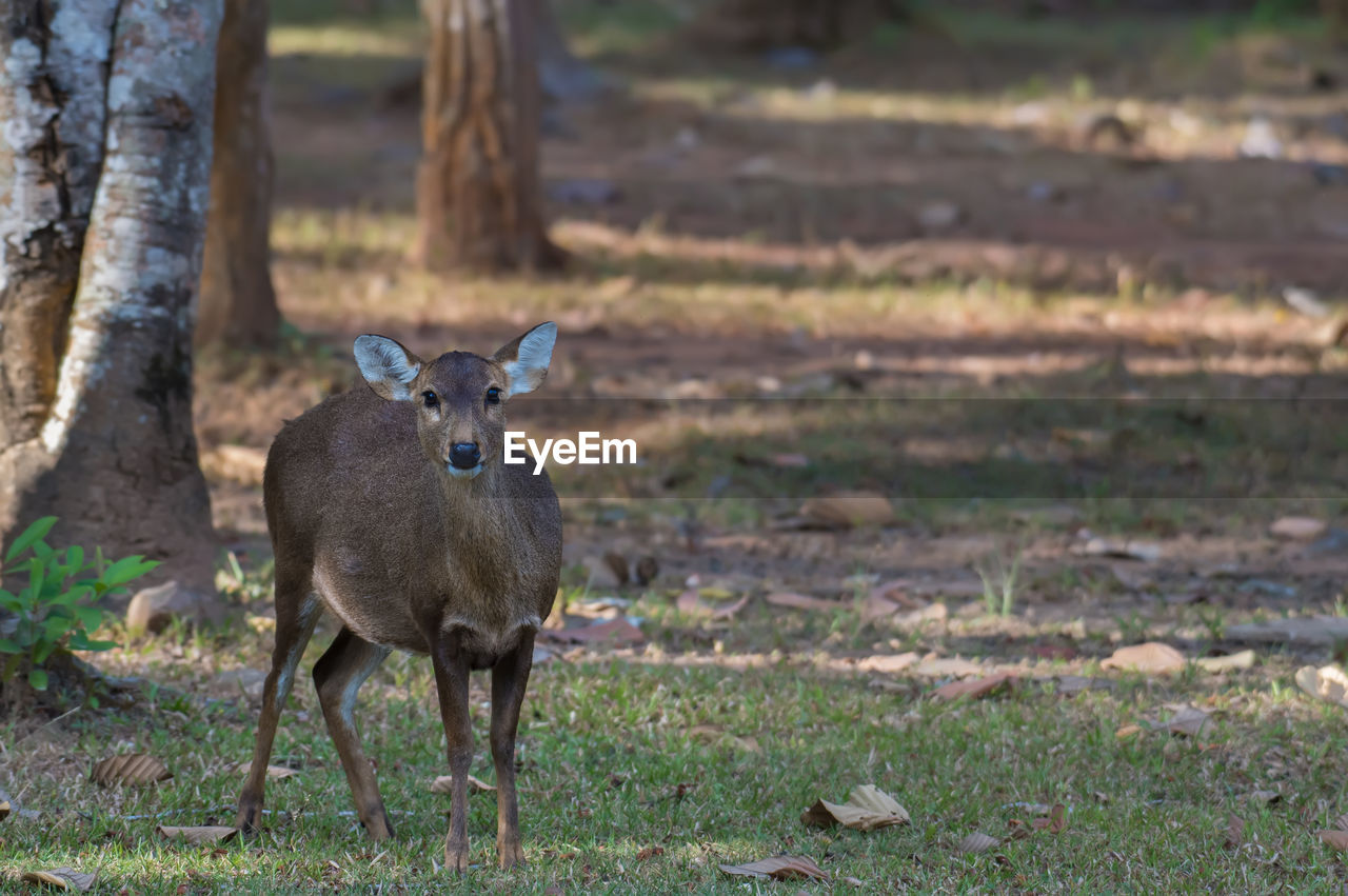 PORTRAIT OF DEER