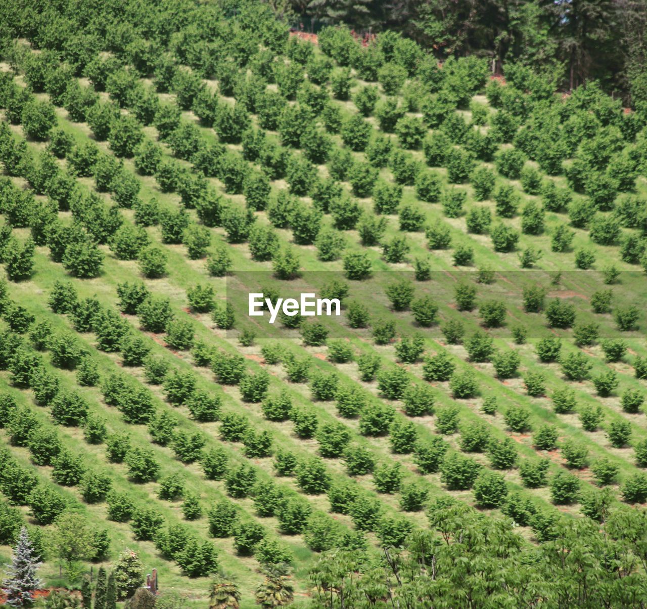 HIGH ANGLE VIEW OF TREES GROWING ON FARM