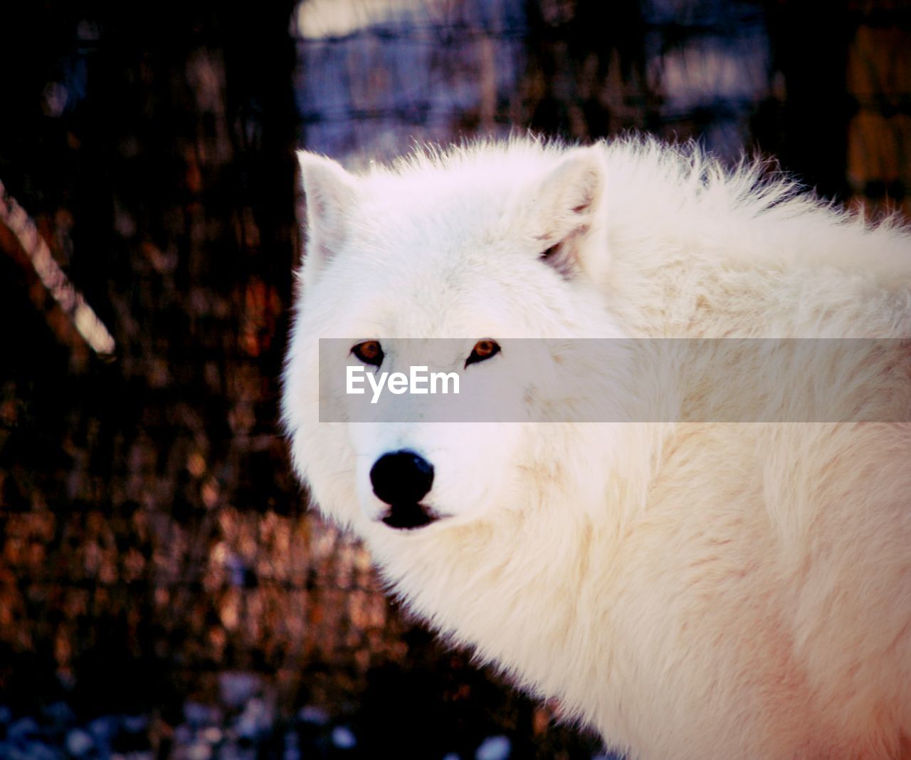 Close-up of a white wolf looking at camera